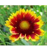 Gaillardia aristata 'Arizona Sun' - kokarda ostitá 'Arizona Sun'