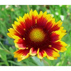 Gaillardia aristata 'Arizona Sun' - kokarda ostitá 'Arizona Sun'