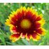 Gaillardia aristata 'Arizona Sun' - kokarda ostitá 'Arizona Sun'