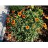 Gaillardia aristata 'Arizona Sun' - kokarda ostitá 'Arizona Sun'