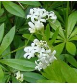 Galium odoratum (syn. Asperula odorata) - lipkavec marinkový (marinka voňavá)