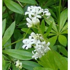 Galium odoratum (syn. Asperula odorata) - lipkavec marinkový (marinka voňavá)