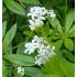 Galium odoratum (syn. Asperula odorata) - lipkavec marinkový (marinka voňavá)