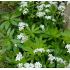 Galium odoratum (syn. Asperula odorata) - lipkavec marinkový (marinka voňavá)