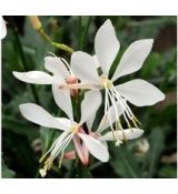 Gaura lindheimeri 'Elurra' - gaura lindheimerova 'Elurra'