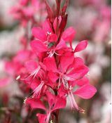 Gaura lindheimeri 'Gaudi Red' - gaura lindheimerova 'Gaudi Red'