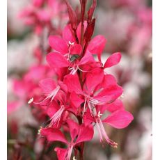 Gaura lindheimeri 'Gaudi Red' - gaura lindheimerova 'Gaudi Red'