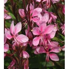 Gaura lindheimeri 'Gaudi Rose'  - gaura lindheimerova 'Gaudi Rose'