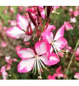 Gaura lindheimeri 'Rosy Jane' - gaura lindheimerova 'Rosy Jane'