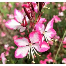 Gaura lindheimeri 'Rosy Jane'  - gaura lindheimerova 'Rosy Jane'