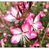 Gaura lindheimeri 'Rosy Jane'  - gaura lindheimerova 'Rosy Jane'