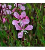 Gaura lindheimeri 'Siskiyou Pink' - gaura lindheimerova 'Siskiyou Pink'