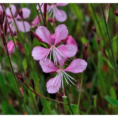Gaura lindheimeri 'Siskiyou Pink' - gaura lindheimerova 'Siskiyou Pink'