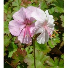 Geranium × cantabrigiense 'Biokovo' - pakost kantábrijský 'Biokovo'
