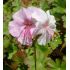 Geranium × cantabrigiense 'Biokovo' - pakost kantábrijský 'Biokovo'