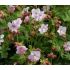 Geranium × cantabrigiense 'Biokovo' - pakost kantábrijský 'Biokovo'