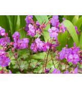 Geranium × cantabrigiense 'Cambridge' - pakost kantábrijský 'Cambridge'