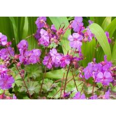 Geranium × cantabrigiense 'Cambridge' - pakost kantábrijský 'Cambridge'