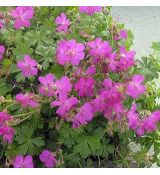 Geranium × cantabrigiense 'Crystal Rose' - pakost kantábrijský 'Crystal Rose'