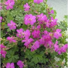 Geranium × cantabrigiense 'Crystal Rose' - pakost kantábrijský 'Crystal Rose'