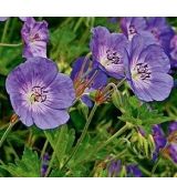 Geranium × hybridum 'Rozanne' - pakost 'Rozanne'