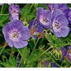 Geranium × hybridum 'Rozanne' - pakost 'Rozanne'
