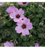 Geranium cinereum 'Ballerina' - pakost sivý 'Ballerina'