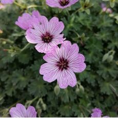 Geranium cinereum 'Ballerina' - pakost sivý 'Ballerina'