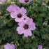 Geranium cinereum 'Ballerina' - pakost sivý 'Ballerina'