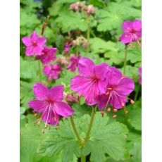 Geranium macrorrhizum 'Bevan´s Variety' - pakost podzemkatý 'Bevan´s Variety'