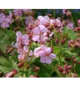 Geranium macrorrhizum 'Ingwersen' - pakost podzemkatý 'Ingwersen'