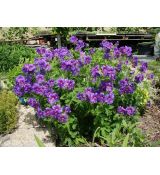 Geranium × magnificum 'Rosemoor' - pakost  vznešený 'Rosemoor'