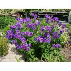 Geranium × magnificum 'Rosemoor' - pakost  vznešený 'Rosemoor'
