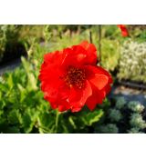 Geum chiloense 'Blazing Sunset' - kuklík čílsky 'Blazing Sunset'