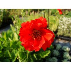 Geum chiloense 'Blazing Sunset' - kuklík čílsky 'Blazing Sunset'