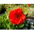Geum chiloense 'Blazing Sunset' - kuklík čílsky 'Blazing Sunset'