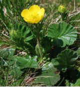 Geum montanum - kuklík horský