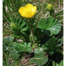 Geum montanum - kuklík horský