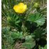 Geum montanum - kuklík horský
