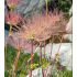 Geum montanum - kuklík horský