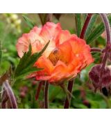 Geum 'Smokey Peach' - kuklík 'Smokey Peach'