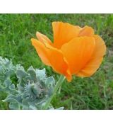 Glaucium flavum var. aurantiacum - rohatec žltý varieta oranžový