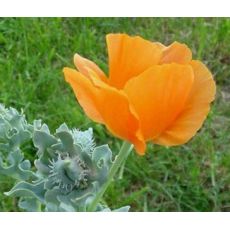Glaucium flavum var. aurantiacum - rohatec žltý varieta oranžový