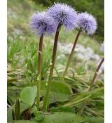 Globularia vulgaris - guľôčka