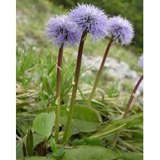 Globularia vulgaris - guľôčka
