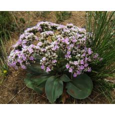 Goniolimon speciosum - limonka nádherná