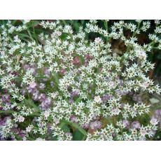 Limonium tataricum - limonka tatarská (statica) (syn. Limonium tataricum)