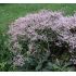 Limonium tataricum - limonka tatarská (statica) (syn. Limonium tataricum)