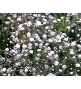 Gypsophila paniculata 'Bristol Fairy' - gypsomilka metlinatá 'Bristol Fairy' (nevestin závoj)
