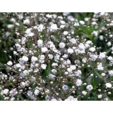 Gypsophila paniculata 'Bristol Fairy' - gypsomilka metlinatá  'Bristol Fairy' (nevestin závoj)